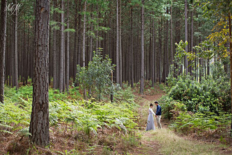 anna-zisis-poetry-forest